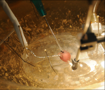 Pacing a mouse heart for an optical mapping experiment